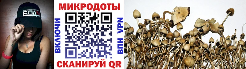цена Тула Псилоцибиновые грибы мицелий